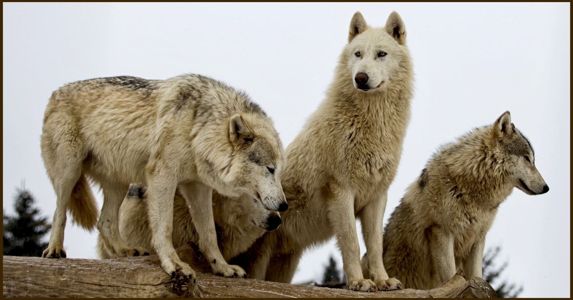Discover Your Inner Wolf: What's Your True Pack Rank?