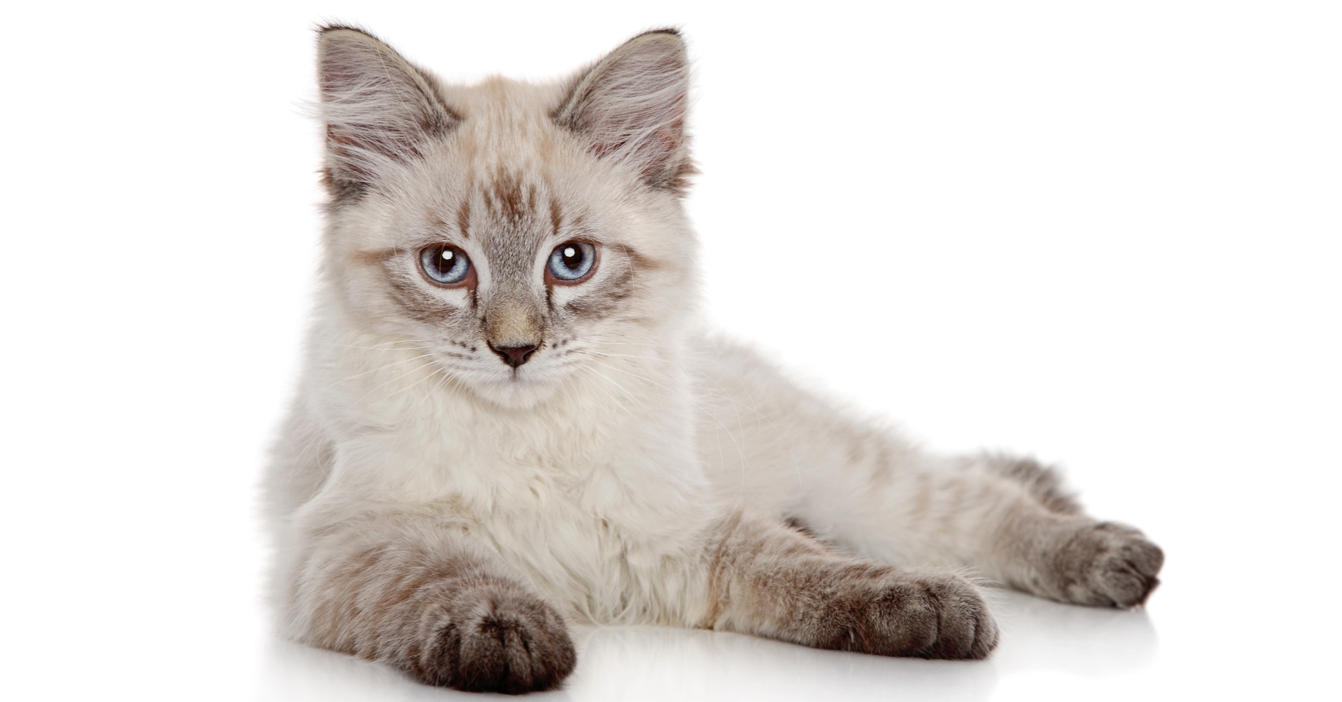 What's Your Feline Personality? Discover Your Purrfect Match!